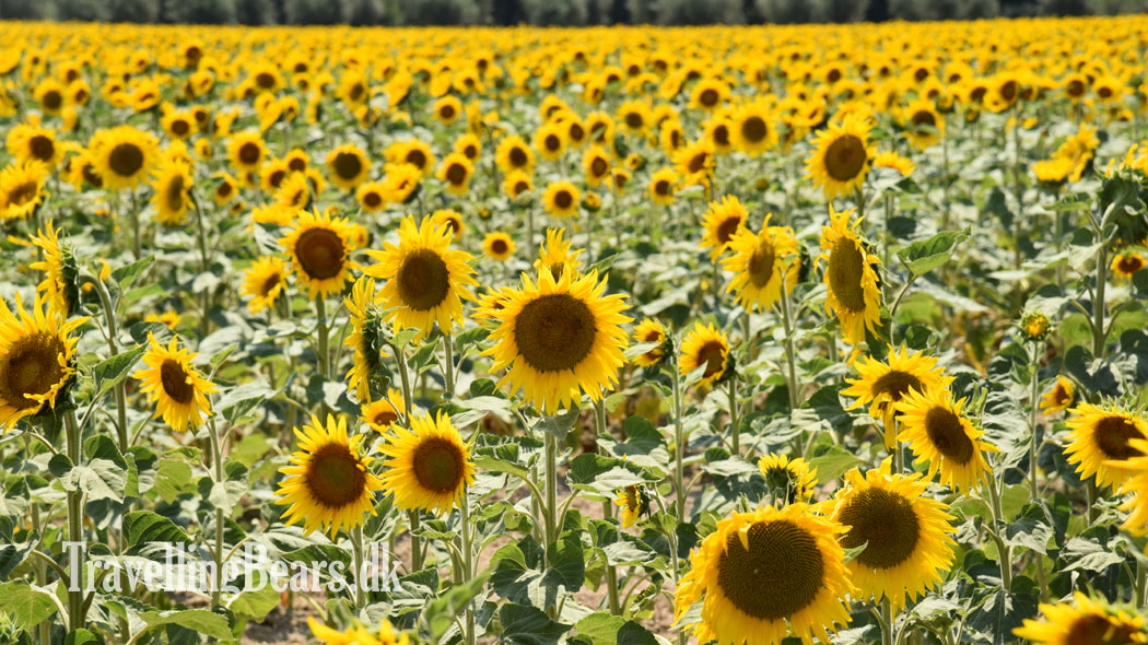 Travelling Bears, Sun flowers in Provence, France